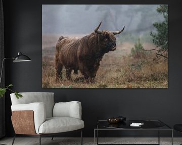 Schottischer Highlander-Stier von Menno Schaefer