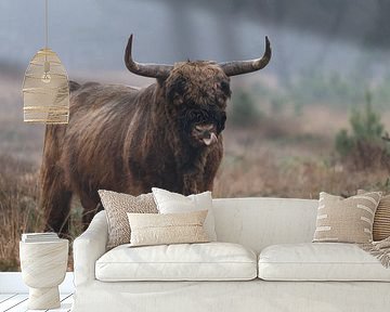 Schotse Hooglander Stier van Menno Schaefer