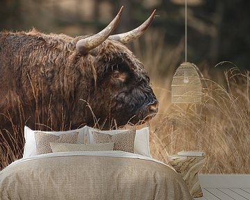Schotse Hooglander Stier portret.