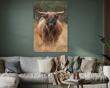 Scottish Highlander bull by Menno Schaefer