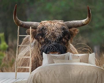 Portret van een Schotse Hooglander van Menno Schaefer