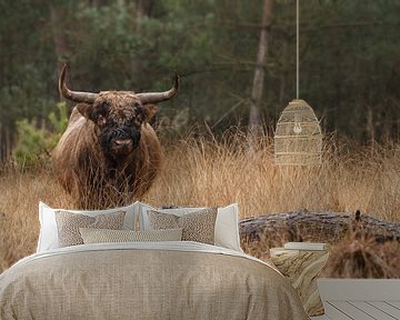 Schotse Hooglander Stier van Menno Schaefer