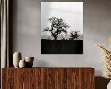 Bäume in der Landschaft, aber in schwarz-weiß von Menno Schaefer