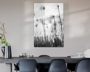 Zwart wit foto van fluffy gras - veenpluis