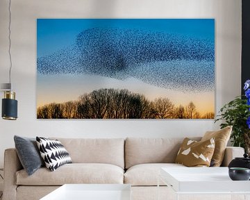 Swarm of starlings (Sturnus vulgaris) by Albert Beukhof
