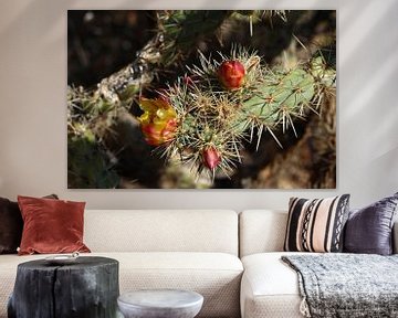Blüten am Prickling Pear Kaktus van Christiane Schulze