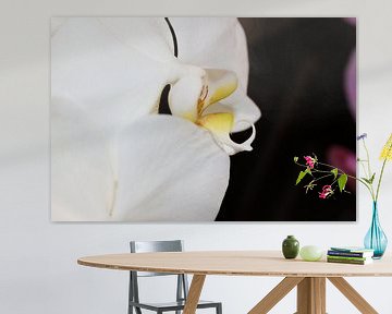 Beautiful White Orchid von Mickey Tromp