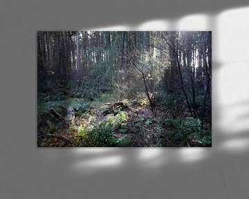 Sonnenstrahlen kommen von hinter den Bäumen von André Muller