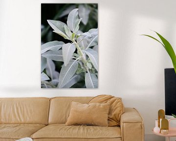 Salvia Apiana | Witte salie | Botanische Tuinen in Utrecht van Mirjam Broekhof