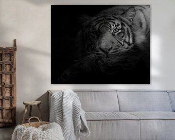 Misteriöser Tiger, der in Sie verknallt ist von Patrick van Bakkum