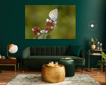 Schmetterling, Geißklee-Bläuling auf der Heide, Naturfoto von Heino Minnema