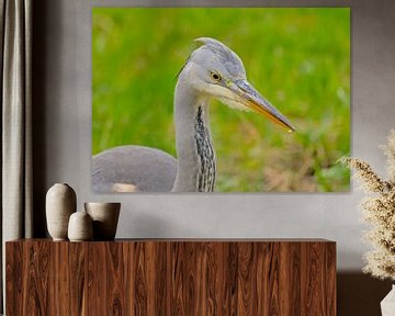 Close-up van een jonge blauwe reiger van Kristof Lauwers