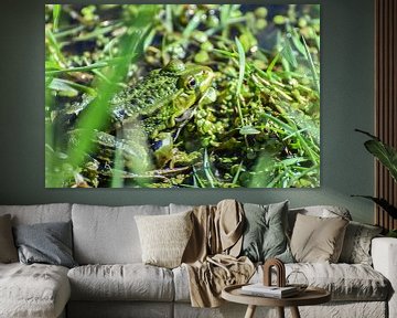 Frog in Spring / Frog in Spring by Henk de Boer