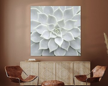 White Succulent by David Potter