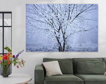 Winterfoto, een boom bedekt onder een laagje sneeuw