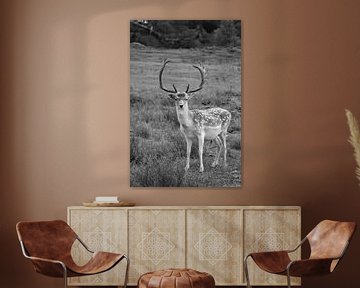 fallow deer in black and white by Dennis Schaefer