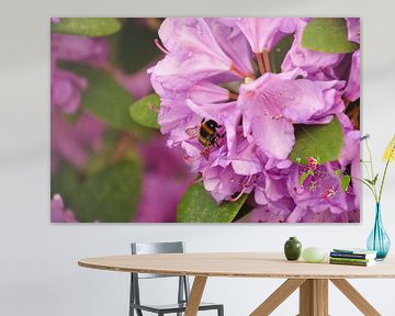 Een hommel op een rhododendronbloesem van Philipp Klassen