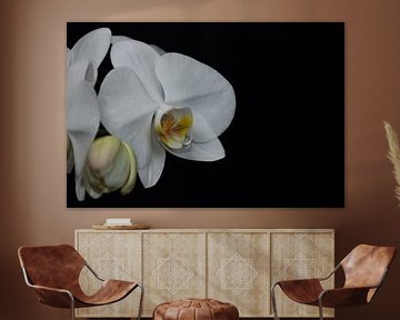 Een orchideeënbloesem met zwarte achtergrond van Philipp Klassen