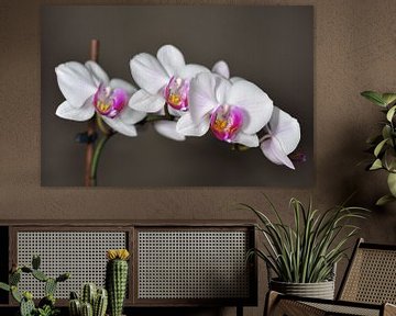 A flowering orchid by Philipp Klassen