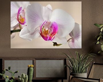 Fleur d'orchidée sur Philipp Klassen