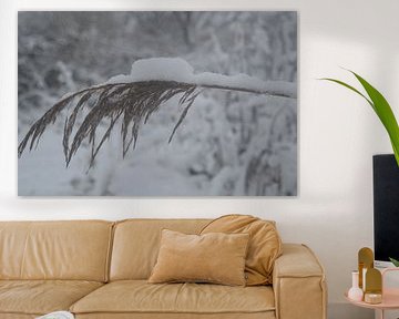 de la neige sur une brindille