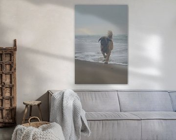 chien sur la plage