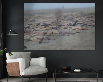 Étoile de mer