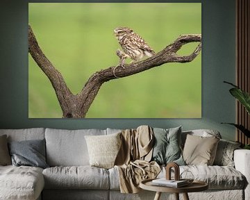 Little owl with prey