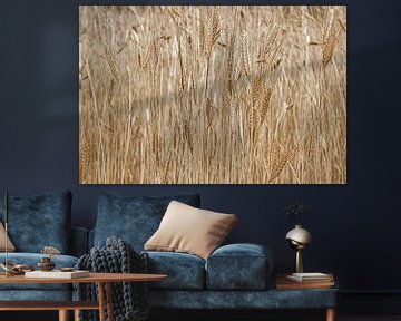 barley by Hanneke Luit