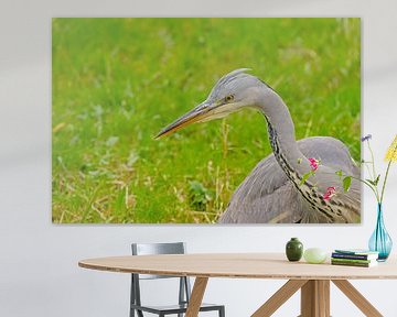 Close-up van een jonge blauwe reiger van Kristof Lauwers