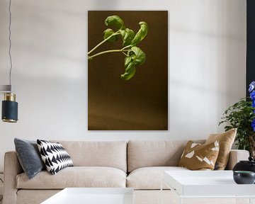 basil studiophotography stillife green hanging brown by Lieke van Grinsven van Aarle