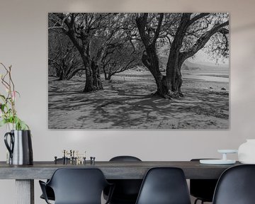 Tamarinds bring shade on the hot beach in black and white by Bep van Pelt- Verkuil
