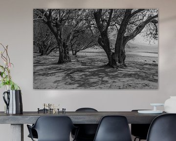 Tamarinden bringen schwarz-weiß Schatten an den heißen Strand von Bep van Pelt- Verkuil