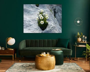 Ranunculus traunfellnerii, une renoncules blanche sur le Mangart sur Tim Lotterman Photography