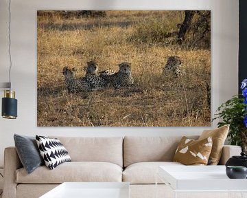 Luipaarden in het Krugerpark / Manyeleti  in Zuid-Afrika van Morena 68