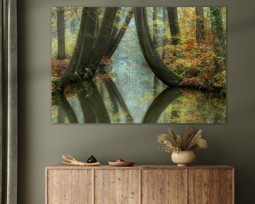 Autumn forest with brook and crooked beech with reflection