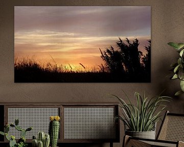 Grassen en riet tegen de zonsondergang