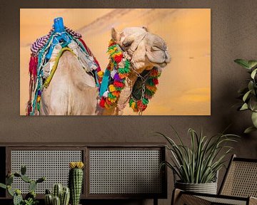 Camel in the desert near Aswan, Egypt by Jessica Lokker