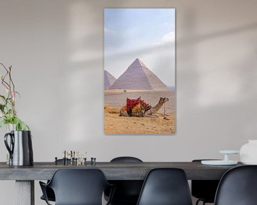 Kameel bij Piramides van Gizeh, Egypte