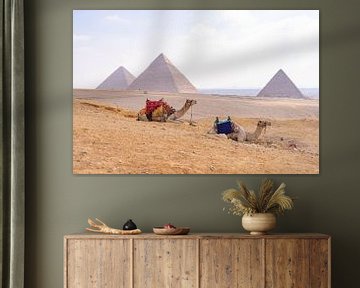 Kamelen bij Piramides van Gizeh, Egypte