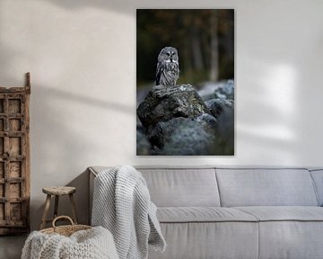 Le hibou barbu ( Strix nebulosa ) est assis sur un rocher à la lisière de la forêt, en Scandinavie.