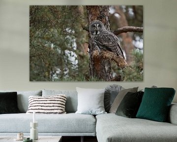 Great Grey Owl ( Strix nebulosa ) perched in a pine tree, hunting, watching, well camouflaged. by wunderbare Erde