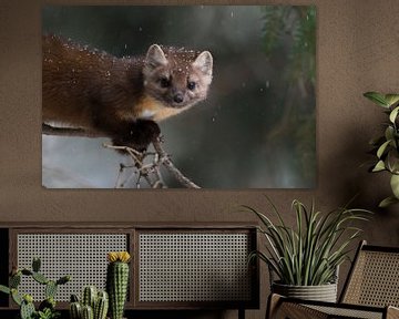 Marten / dennenmarter / sparrenmarter ( Martes americana ) in lichte sneeuwval, direct zicht op de c van wunderbare Erde