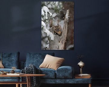 Pine Marten / Spruce Marten ( Martes americana ) kijkend uit zijn schuilplaats in een oude boomstron van wunderbare Erde
