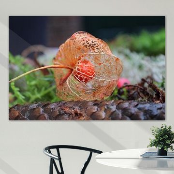 Neapolitan lantern on pine cone that has finished flowering