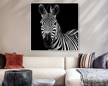 Zebra II Square sur Wild Apple