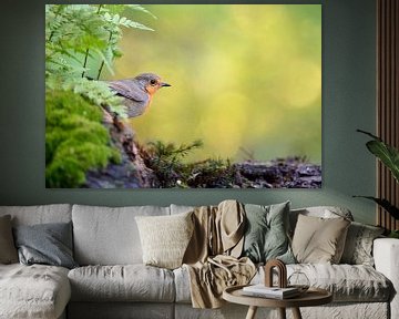 Robin ( Erithacus rubecula ) in de zomer, verscholen in het kreupelhout, typische omgeving, frisse k van wunderbare Erde