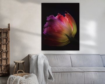 Colorful tulip van Sandra Hazes