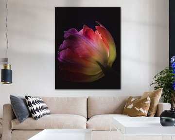 Colorful tulip petals dark & moody van Sandra Hazes