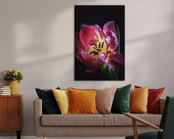 Roze Tulp - Roze bloemen met betekenis